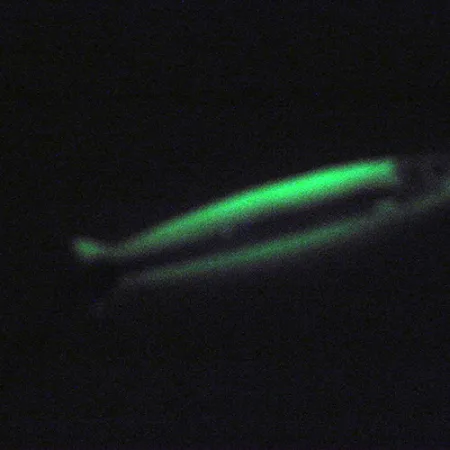 Silver Horde Coho Killer UV Glow Cucharilla, Blanco/Verde, 5g, UV, #3004