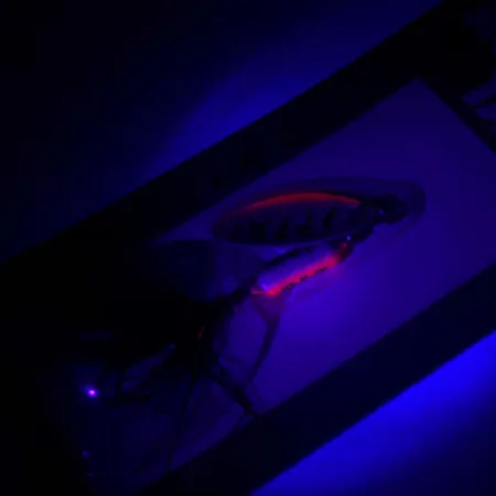 Worden’s Original Rooster Tail Señuelo, Fire Tiger, 1/16oz, #RT.208.TNMT.B3