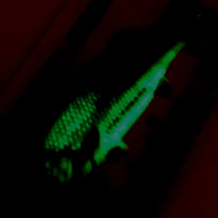 Northland Live Forage Glow Cucharilla, Pez Arcoíris, 7g, Latón, #5140