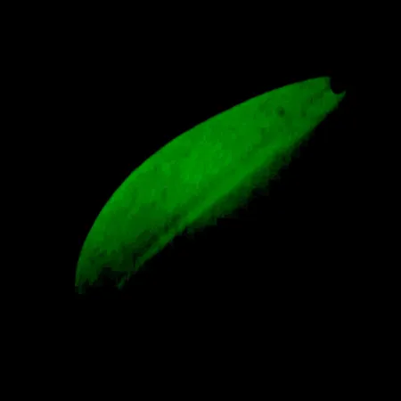 Cucharilla TODDCO Main liner Glow UV, Blanco/Amarillo/Níquel, 21g, UV, #5698