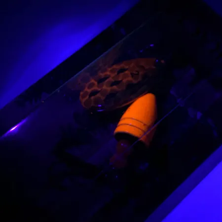 Luhr Jensen Fire Max Miracle 2 UV Cucharilla, Gamba, 7g, UV, #6044