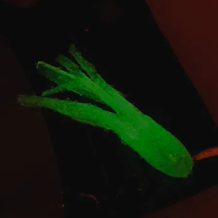 Bass Pro Shops Squermin' Squirts Tube, Blanco Glow, 3.5cm, Glow, #6094