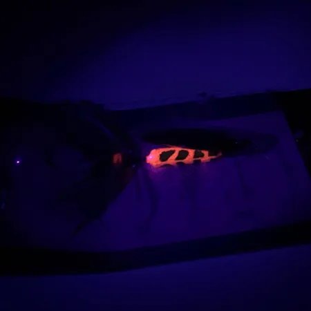 Yakima Bait Worden’s Original Rooster Tail Cucharilla, Oro, 3,6g, #6598